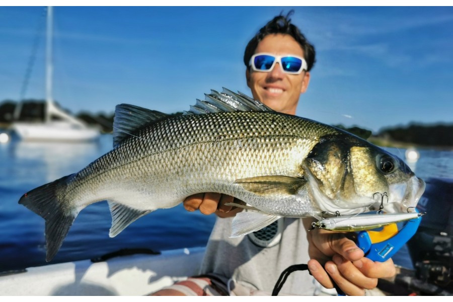 La pêche du bar au poisson nageur
