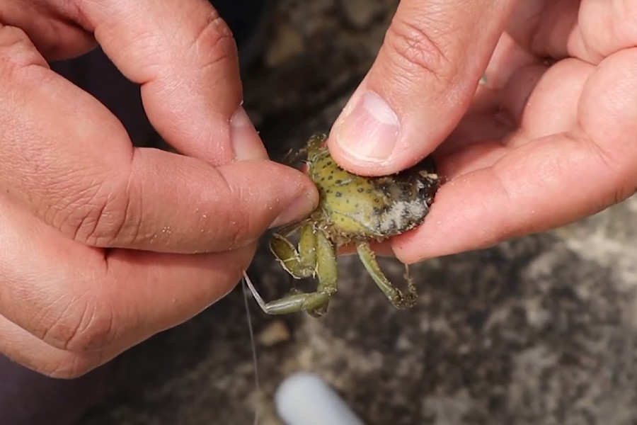 Eschage de crabes